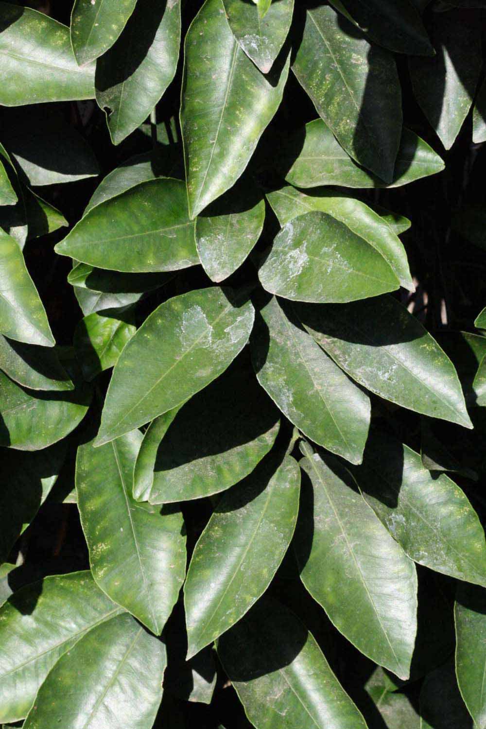              Sun leaves (Riverside, CA)       